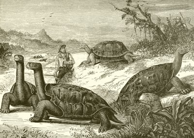 Chasse aux tortues sur la côte de Nouvelle-Guinée - English School