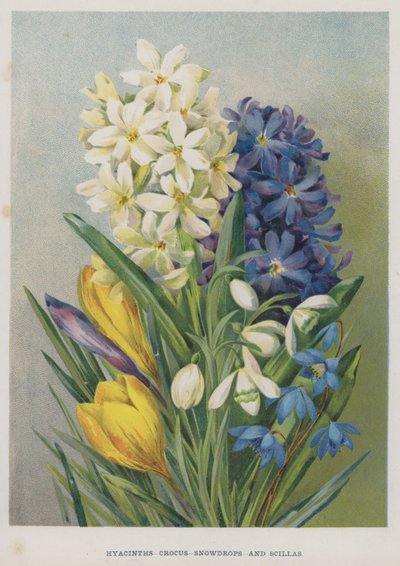 Jacinthes, Crocus, Perce-neige et Scilles - English School
