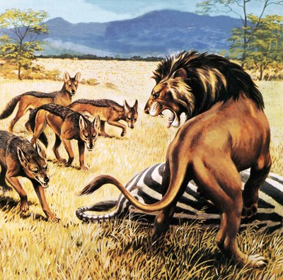 Hyènes venant nettoyer après un lion - English School