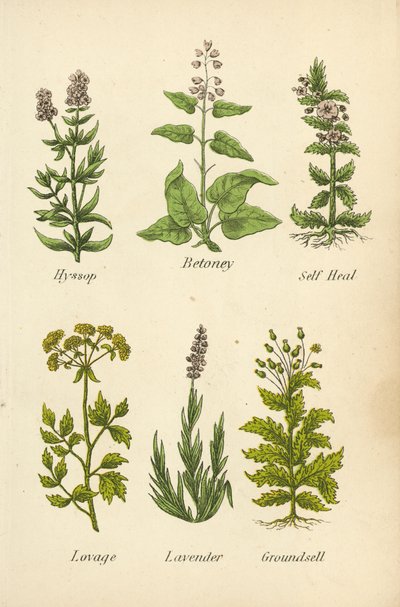 Hysope, Bétoine, Brunelle, Livèche, Lavande, Séneçon - English School