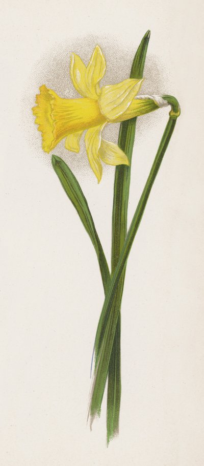 Illustration pour Un rêve de jardin - English School