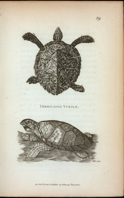 Tortue imbriquée, de 
