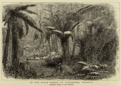 Dans la forêt domaniale de Dandenong, Victoria - English School