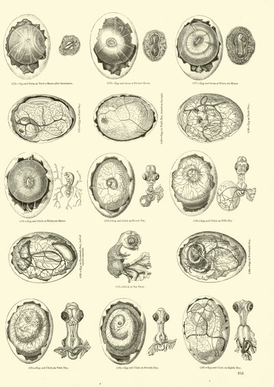 Incubation d