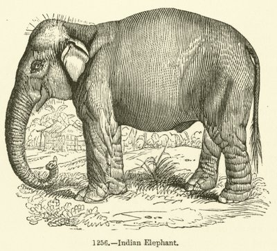 Éléphant indien - English School