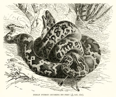 Python indien écrasant sa proie - English School