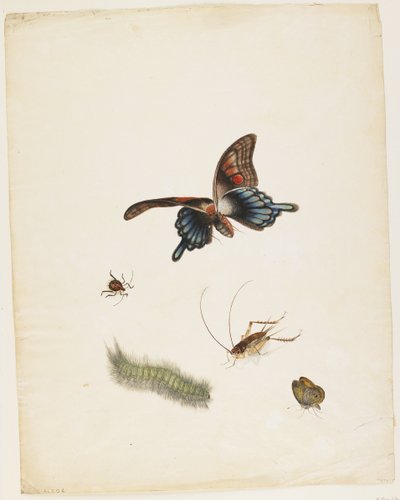Insectes, c.1805 - English School
