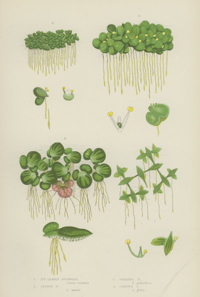 Lentille d