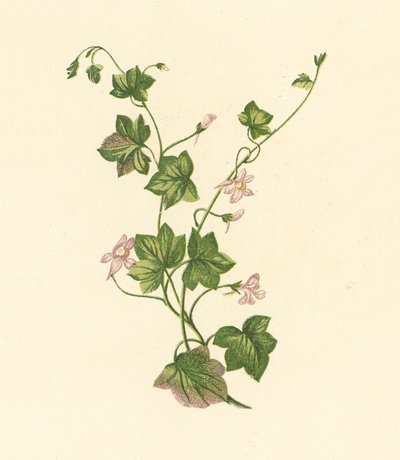 Linaire cymbalaire, Linaria Cymbalaria - English School