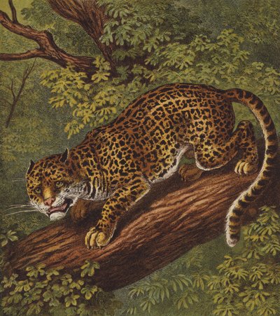 Jaguar - English School
