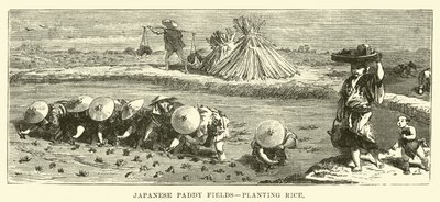 Rizières japonaises, plantation de riz - English School