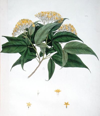 Jasminum Heterophyllum - English School