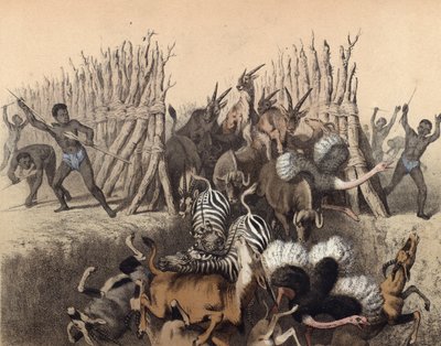 Kaffirs conduisant des animaux dans une fosse - English School