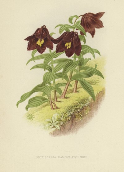 Fritillaire du Kamtchatka ou lys du Kamtchatka - English School