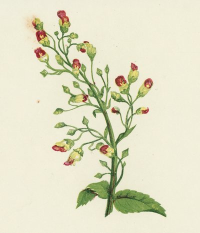 Scrofulaire noueuse, Scrophularia Nodosa - English School