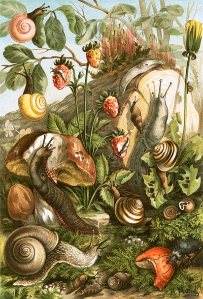 Mollusques terrestres - English School