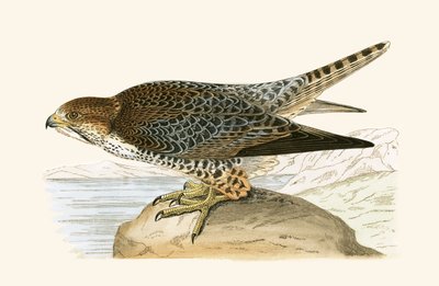Faucon lanier, illustration de 