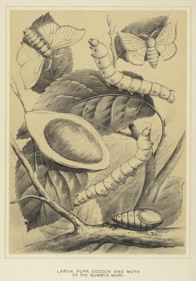 Larve, chrysalide, cocon et papillon du Bombyx mori - English School