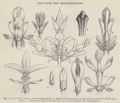 Bourgeons de Feuilles pour Ornementation - English School