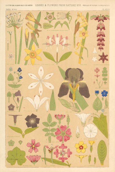 Feuilles et fleurs de la nature - English School