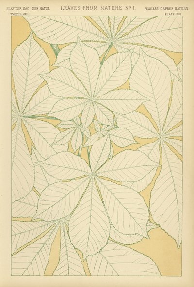 Feuilles de la nature - English School