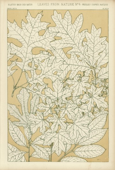 Feuilles de la nature - English School