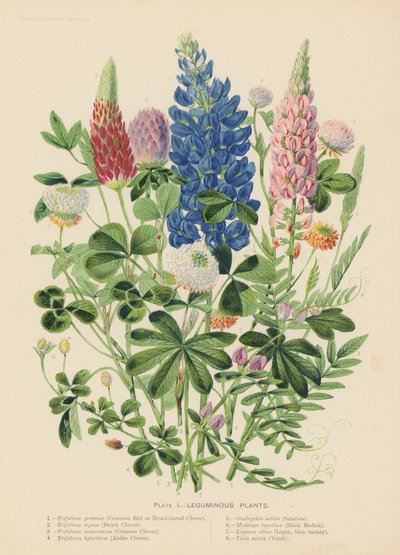 Plantes légumineuses - English School