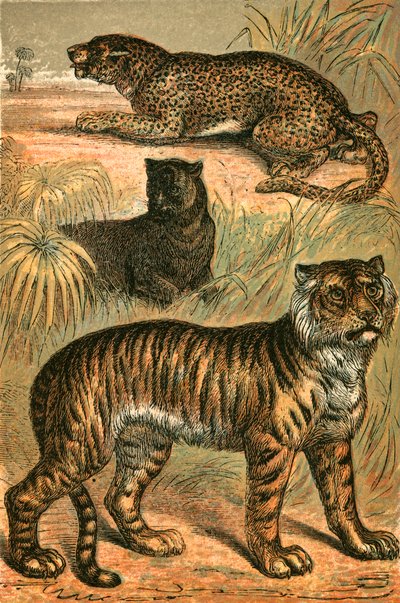 Léopard, Panthère noire et Tigre - English School