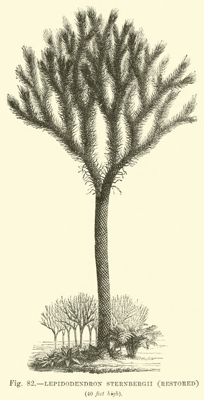 Lepidodendron Sternbergh, restauré - English School