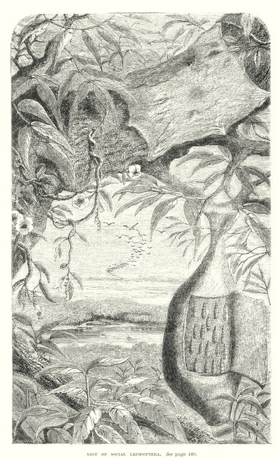 Insectes lépidoptères (gravure) - English School