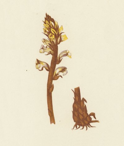 Petite Orobanche, Orobanche Minor - English School