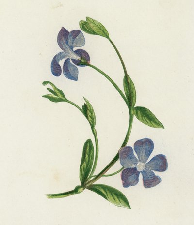 Petite Pervenche, Vinca Minor - English School