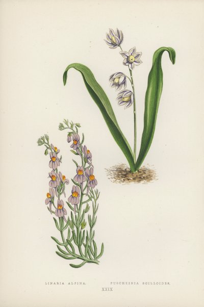 Linaria Alpina; Puschkinia Scilloides - English School