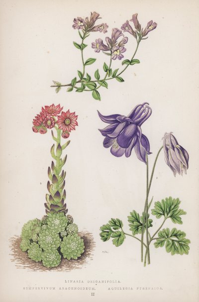 Linaria Origanifolia; Sempervivum Arachnoideum; Aquilegia Pyrenaica (lithographie en couleur) - English School