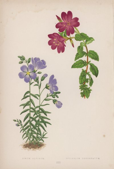 Linum Alpinum; Epilobium Obcordatum - English School