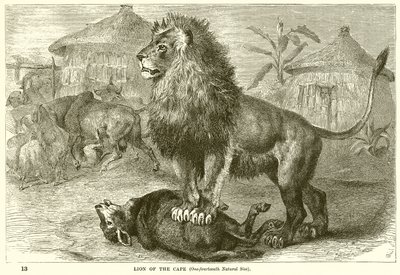Lion du Cap - English School