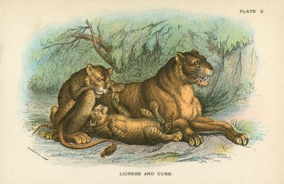 Lionne et lionceaux - English School