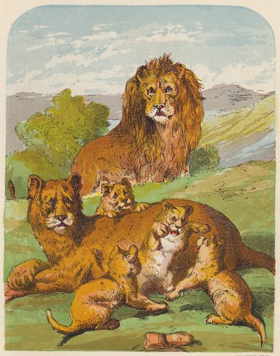 Lions - English School
