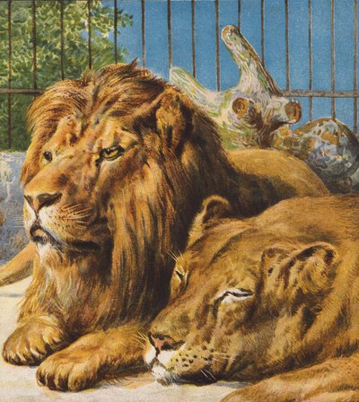 Lions - English School