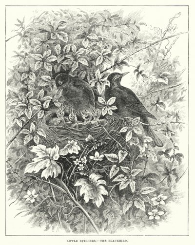 Les petits bâtisseurs, le merle (gravure) - English School