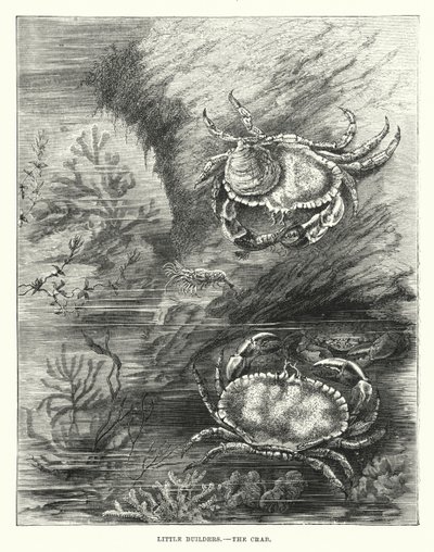 Les petits bâtisseurs, le crabe (gravure) - English School