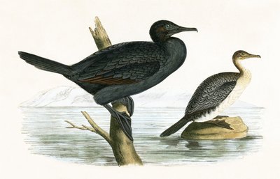 Petit cormoran, illustration de 