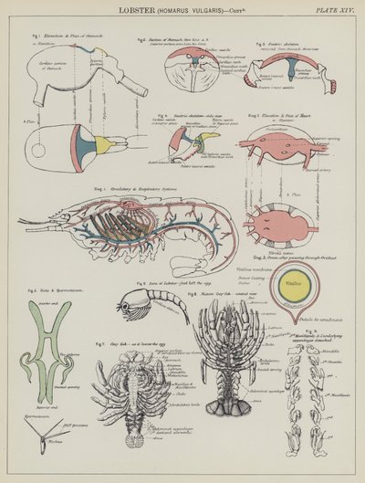 Homard, Homarus Vulgaris (lithographie en couleur) - English School