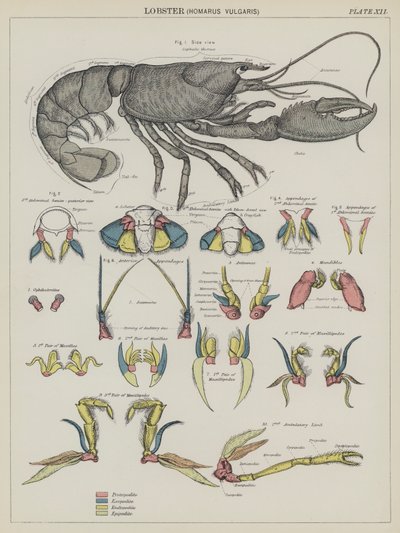 Homard, Homarus Vulgaris - English School