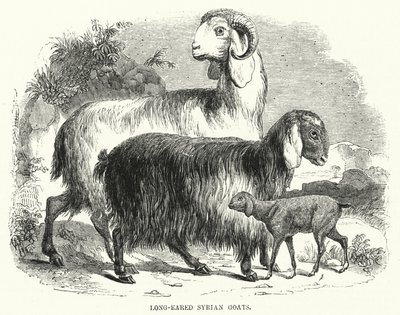 Chèvres syriennes à longues oreilles (gravure) - English School