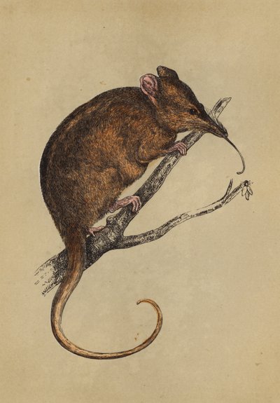Tarsier à long museau - English School