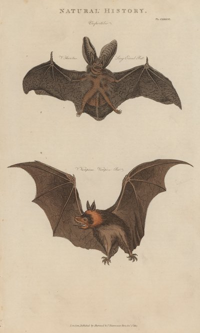 Grand Murin et Vampire - English School