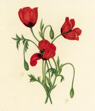 Pavot argémone, Papaver Argemone - English School