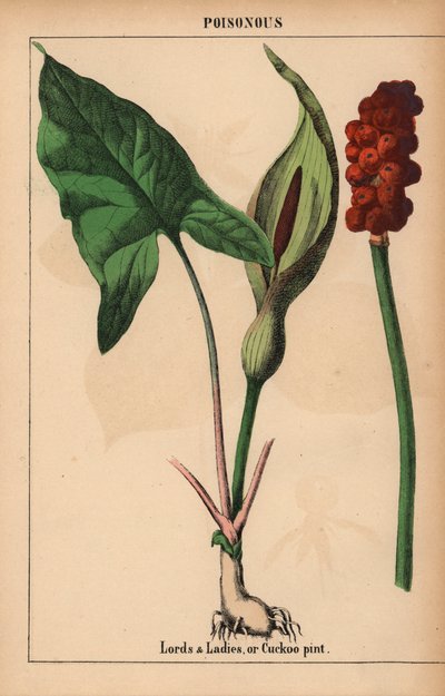 Arum tacheté, de "The Instructive Picturebook, or Lessons from the Vegetable World," [Charlotte Mary Yonge], Édimbourg - English School
