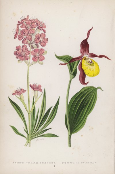 Lychnis Viscaria Splendens; Cypripedium Calceolus - English School